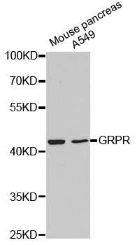 Anti-GRPR Antibody Anti-GRPR Antibody
