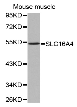 Anti-SLC16A4 Antibody