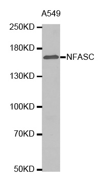 Anti-NFASC Antibody