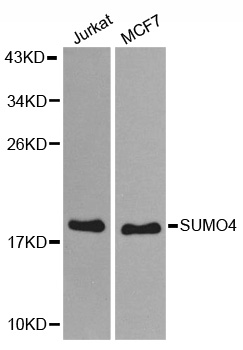 Anti-SUMO4 Antibody