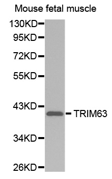 Anti-TRIM63 Antibody