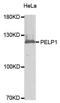 Anti-PELP1 Antibody