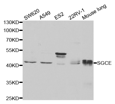 Anti-SGCE Antibody