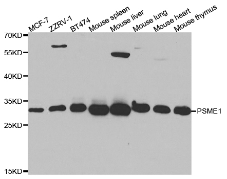 Anti-PSME1 Antibody