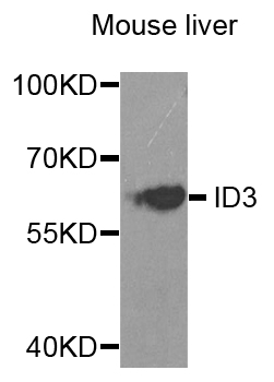 Anti-ID3 Antibody