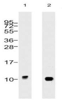 Anti-Ubiquitin Antibody [5B9.B3] - BSA and Azide free