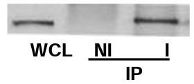 Anti-ch-TOG Antibody