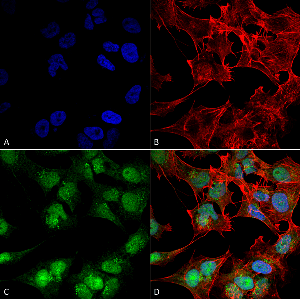 Anti-Beclin 2 Antibody
