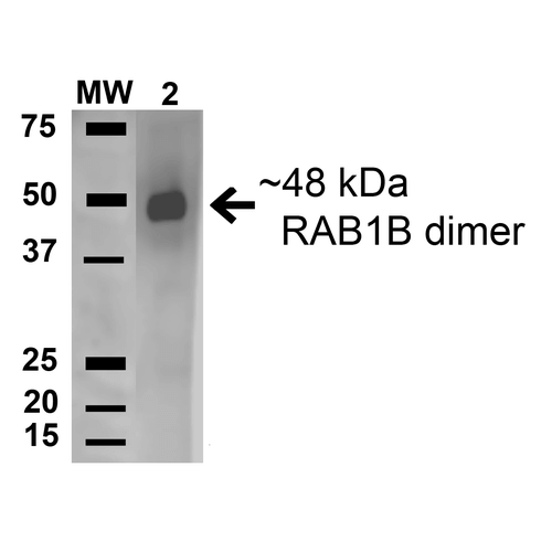 Anti-Rab1B Antibody