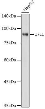 Anti-UFL1 Antibody