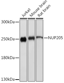 Anti-NUP205 Antibody