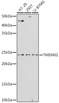 Anti-TMEM61 Antibody