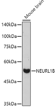Anti-NEURL1B Antibody