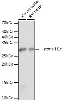 Anti-Histone H1 Antibody