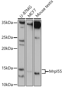 Anti-MRPL55 Antibody