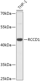 Anti-RCCD1 Antibody