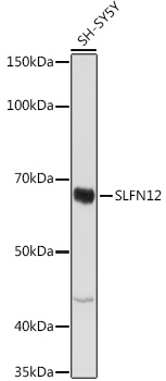 Anti-SLFN12 Antibody