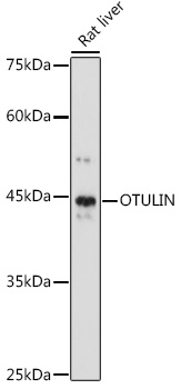 Anti-OTULIN Antibody