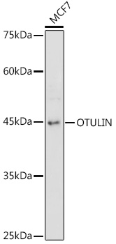 Anti-OTULIN Antibody Anti-OTULIN Antibody