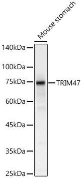 Anti-TRIM47 Antibody