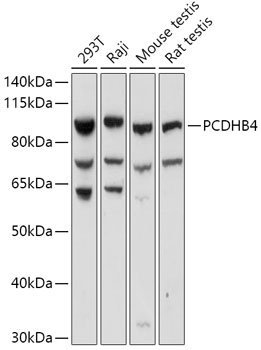 Anti-PCDHB4 Antibody