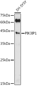Anti-PIK3IP1 Antibody