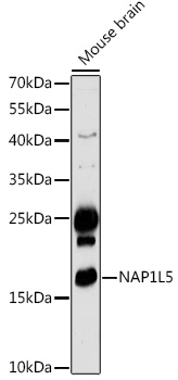 Anti-NAP1L5 Antibody