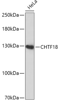 Anti-CTF18 Antibody