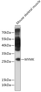 Anti-TMEM8C Antibody
