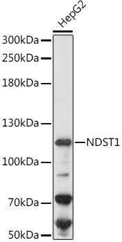 Anti-NDST1 Antibody