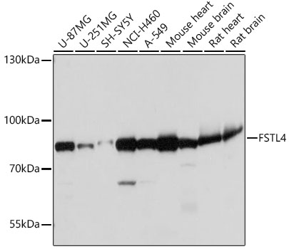 Anti-FSTL4 Antibody