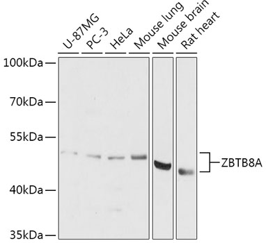 Anti-ZBTB8A Antibody