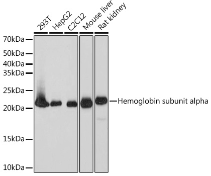 Anti-Dihydrofolate reductase (DHFR) Antibody [ARC1513]