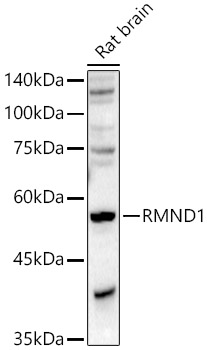 Anti-RMND1 Antibody