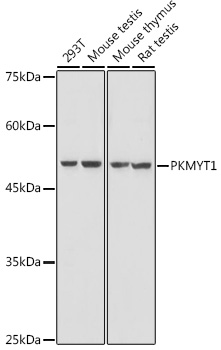 Anti-PKMYT1 Antibody
