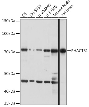 Anti-PHACTR1 Antibody