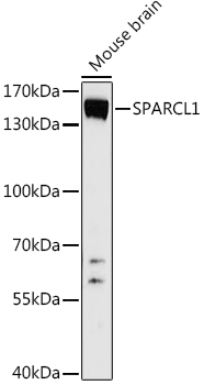 Anti-SPARCL1 Antibody