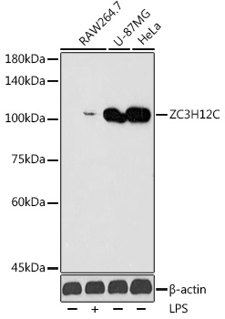 Anti-ZC3H12C Antibody