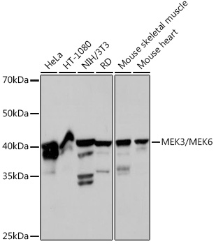 Anti-MEK3 + MMK6 Antibody [ARC2356]
