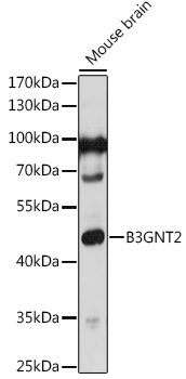 Anti-B3GNT1 Antibody