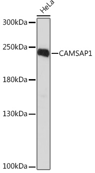 Anti-CAMSAP1 Antibody