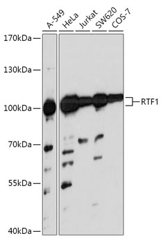 Anti-RTF1 Antibody