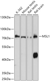 Anti-MSL1 Antibody