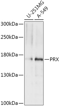 Anti-PRX Antibody