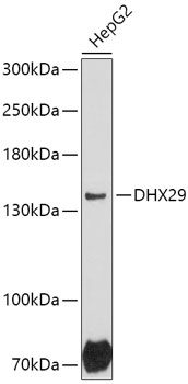 Anti-DHX29 Antibody