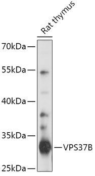 Anti-VPS37B Antibody