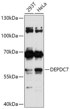Anti-DEPDC7 Antibody