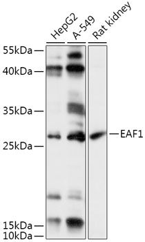 Anti-EAF1 Antibody
