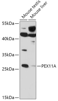 Anti-PEX11A Antibody