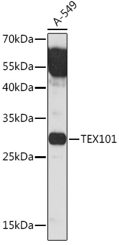 Anti-TEX101 Antibody